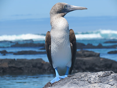 blue-footed bobby bird perching on gray rock near body of water thumbnail