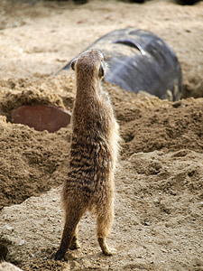 brown weasel thumbnail