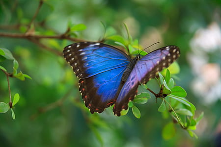 blue, black, and white butterfly on green leaf plant close-up photography during daytime thumbnail