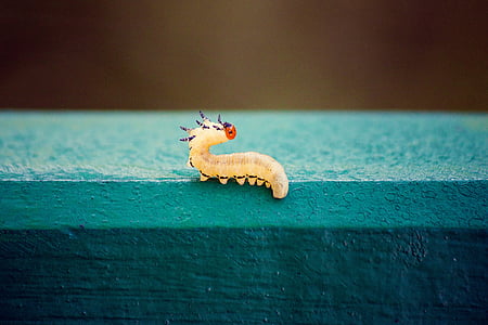 yellow caterpillar on teal concrete surface thumbnail