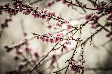 closeup photo of pink petaled flower thumbnail