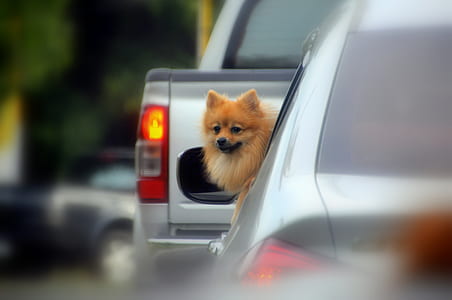fawn Pomeranian inside the vehicle thumbnail