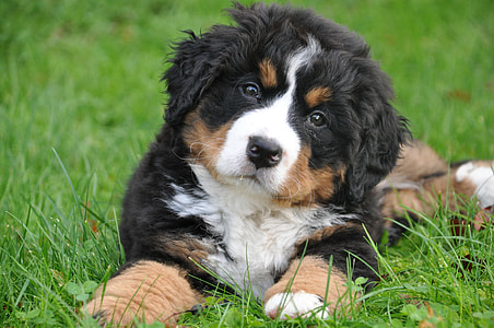Bernese Mountain dog puppy on grass field thumbnail