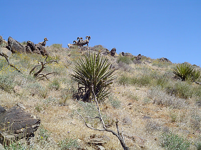 Bighorn Sheep at Joshua Tree National Park, California thumbnail
