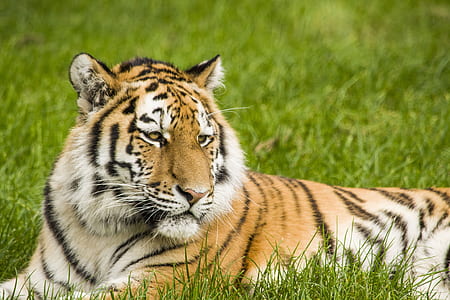 tiger sitting on green grass during daytime thumbnail