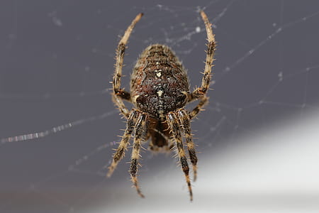 close-up photo of brown spider thumbnail