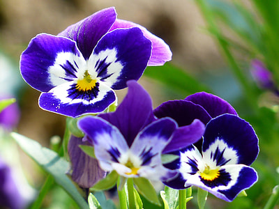 photo of purple-and-white petaled flowers thumbnail