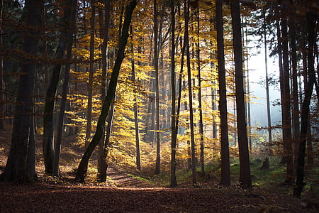 woods during daytime thumbnail