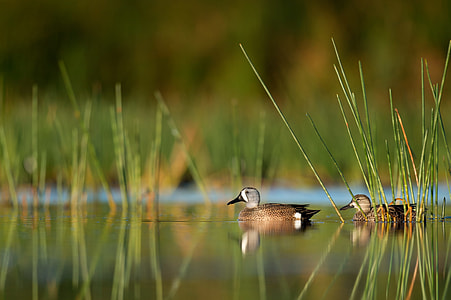 selective focus photography of ducks on body of water thumbnail
