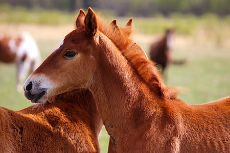 tilt shift focus photography of two brown horsese thumbnail