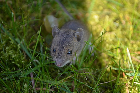 selective focus photograph of rodent thumbnail