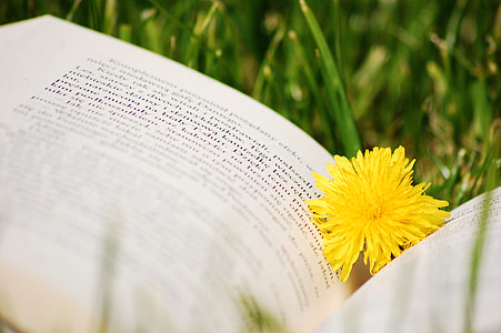yellow flower on book page thumbnail