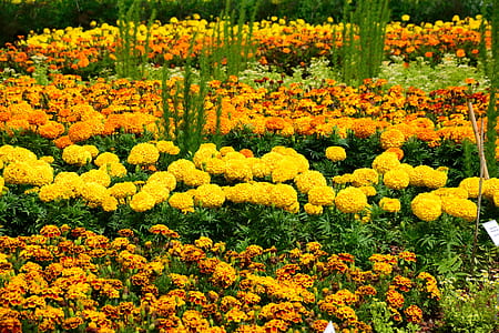photo of petaled flowers thumbnail