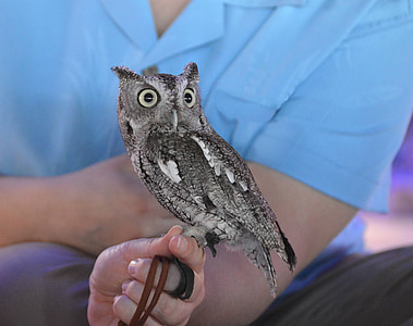 grey and white owl perched on person's hand thumbnail