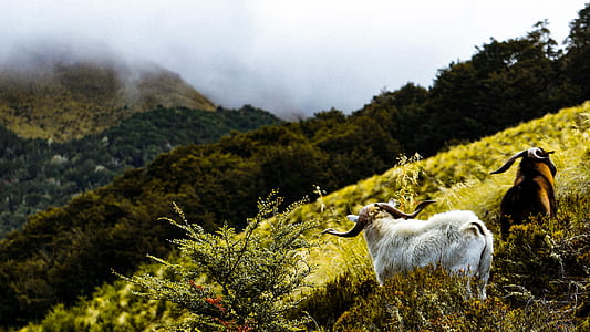 white and brown mountains sheeps thumbnail