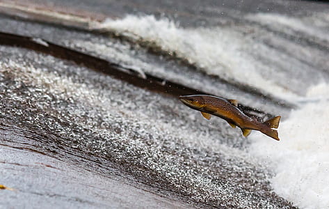 brown fish thumbnail