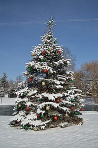 Christmas tree on white snow during daytime thumbnail