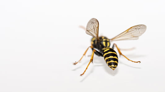 paper wasp on white surface thumbnail
