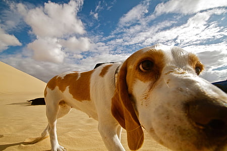 adult white and tan Pointer thumbnail