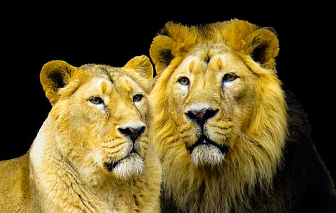 brown lion and lioness photo thumbnail
