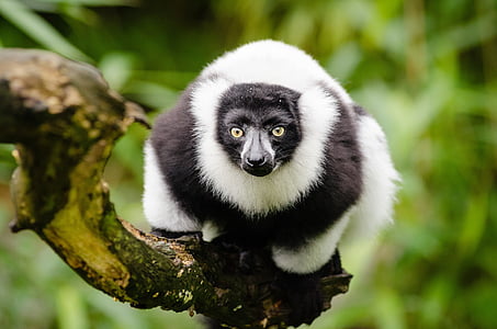 selective focus photography of white and black animal thumbnail