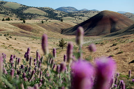 shallow focus photography of brown mountain thumbnail