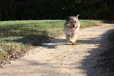 brown dog runs beside grass field near plants at daytime thumbnail