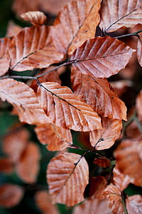 shallow focus photography of brown leaves thumbnail
