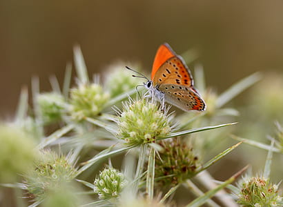 orange butterfly perching flower thumbnail