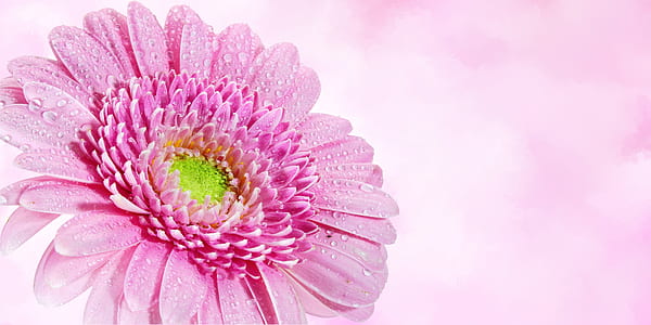 selective focus of pink Gerbera daisy flower with dew thumbnail