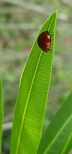 Polished Lady Beetle, Lady Beetle thumbnail