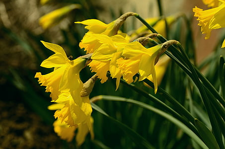 yellow petaled flowers thumbnail