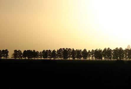 trees under cloudy sky during daytime thumbnail