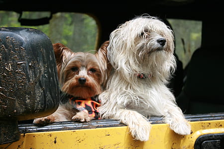 Yorkshire terrier beside the white shih tzu thumbnail