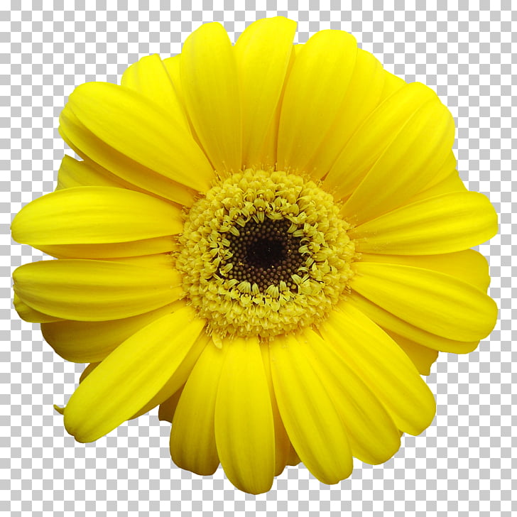 Yellow Common Daisy Transvaal Daisy Flower Gerbera Png Clipart Free Cliparts Uihere