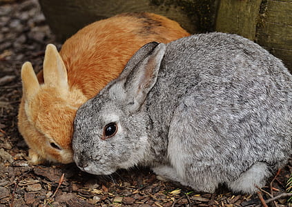 close-up photography of orange and gray rabbits thumbnail