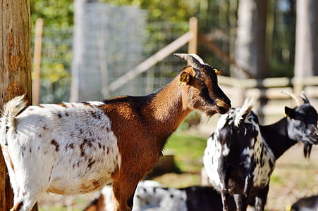 selective focus photography of white and brown goat thumbnail