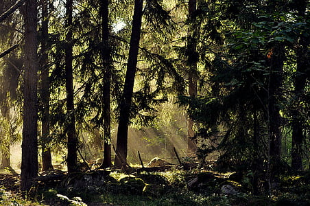 silhouette of trees during day time thumbnail