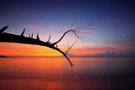 Bare Tree Branch Near Body Of Water During Sunset thumbnail