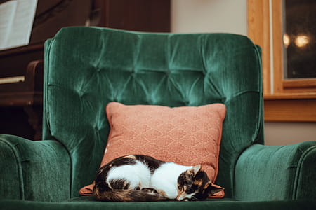 sleeping tortoiseshell cat on sofa chair thumbnail