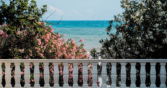 pink petal flowers behind white concrete rail thumbnail