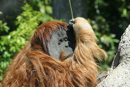 brown chimpanzee thumbnail