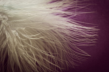 white feather thumbnail