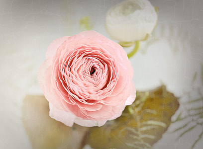 pink petaled flower thumbnail