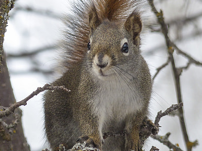 selective focus photo of brown squirrel during daytime thumbnail