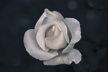 shallow focus photography of white rose thumbnail