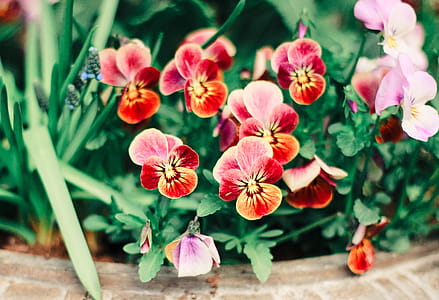 Red and Pink Flowers thumbnail