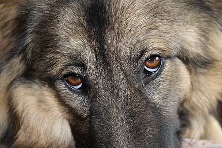 German shepherd dog eyes thumbnail