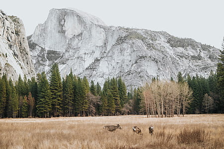 several animals at grass field near mountain thumbnail