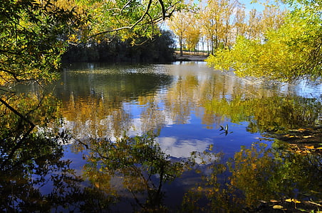 scenery of trees beside body of water thumbnail